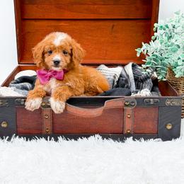 Kira - Red  female Goldendoodle puppy in North Carolina from NC Doodle Puppies