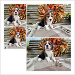 2nd Choice - Black tan and white male Beagle puppy in Monticello, Georgia from Beaglelove