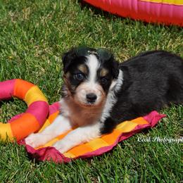 Australian Shepherd Puppies from Dovehawk Australian Shepherds