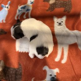 Beau  (Boy 1) - Parti male Miniature Schnauzer puppy in Scottsboro, Alabama from EsKay Mini Schnauzers