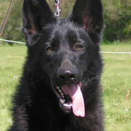 Borzois and German Shepherds from Haney-Ray J's