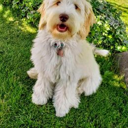 Bernedoodle and Goldendoodle Puppies from Natural Goldendoodle and Bernedoodle