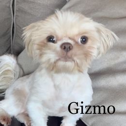 Gizmo - Shih Tzu