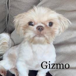 Gizmo - Shih Tzu