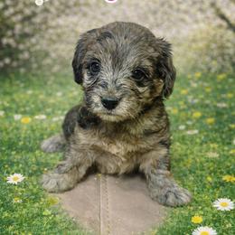 Eloise pink collar - Merle female Goldendoodle puppy in North Branch, Michigan from Graceful Miniature Goldendoodles