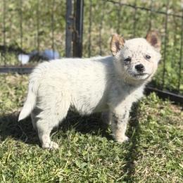 Arcee - Blue female Australian Cattle Dog puppy in Rosharon, Texas from 4Surge Cattle Dogs