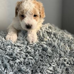 Blue Collar- Cotton - Parti male Poodle puppy in Eagle Mountain, Utah from Raintree Poodles