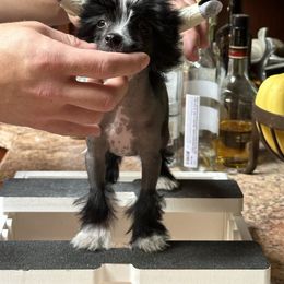 Black and White hairless girl - White and black female Chinese Crested puppy in Sweet Home, Oregon from Rhapsody Poodles & Cresteds
