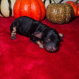 CALYPSO - Phantom female Poodle puppy in Palmdale, California from J Designer Puppies