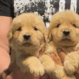 Golden Retrievers from Sivado's Goldens