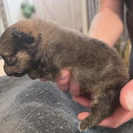 Brownie - Red sable male Pomeranian puppy in Benbrook, Texas from J & B Pomeranians/Pomsky's L.L.C