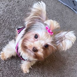 Bleu - Yorkshire Terrier