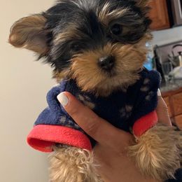 Biewer Terrier and Yorkshire Terrier Puppies from York Town California