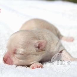 Lore - Cream female Chihuahua puppy in Forsyth, Georgia from Brooks Grove Canines LLC