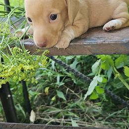 Butter - Dapple female Dachshund puppy in Richburg, New York from Granny's babies