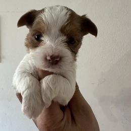 Winnie - Parti female Yorkshire Terrier puppy in Rochester, New York from Tnt Yorkies and Cosmic corgis