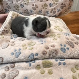 Boston Terrier Puppies from Alanna Boswell