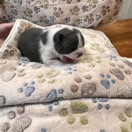 Boston Terrier Puppies from Alanna Boswell