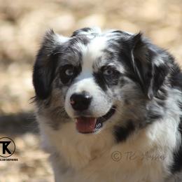 Stormy - Australian Shepherd