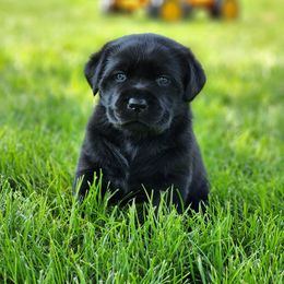Labrador Retriever Puppies from Shooting Star Labs