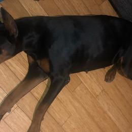 Doberman Pinschers from Duran Dobermans
