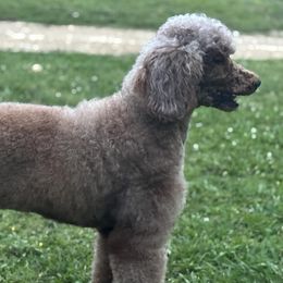 Goldendoodles and Poodles from Twin Oak Goldendoodles