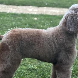 Goldendoodles and Poodles from Twin Oak Goldendoodles