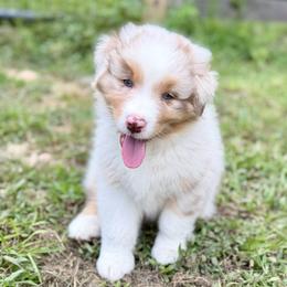 George - Red merle male Australian Shepherd puppy in Asheboro, North Carolina from FairWilde