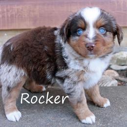 Rocker - Red merle male Miniature Australian Shepherd puppy in Godley, Texas from Flying H Toy and Mini Aussies