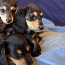 Dachshunds from Ormonde Long Lil’ Doxies