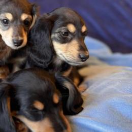 Dachshunds from Ormonde Long Lil’ Doxies