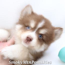 Aramis SALE 2900 - Chocolate male Pomsky puppy in Christiana, Tennessee from Smoky Mountain Pomskies