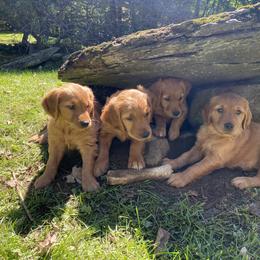 Golden Retriever Puppies from Green Mountain Golden Retrievers