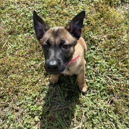 Belgian Malinois Puppies from Klaus K-9 Training LLC