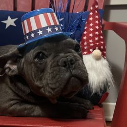 Boy 2 - Brindle French Bulldog puppy in Tennessee from West Tennesse Frenchies