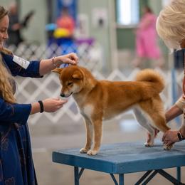 Shiba Inu Puppies from Evenfalls Shiba Inu