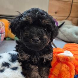 Phil - Black male Maltipoo puppy in Sidney, Maine from Snow Pond Farm