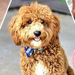 Wrangler - Poodle