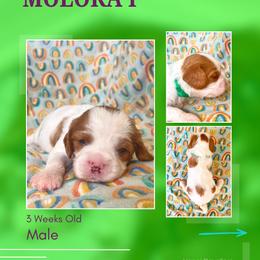 Moloka'i - Blenheim male Cavalier King Charles Spaniel puppy in Kapaa, Hawaii from Hanai Cavaliers