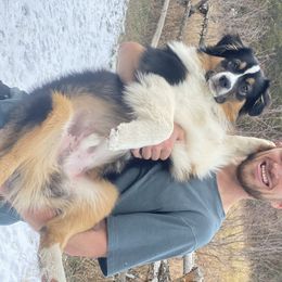 Australian Shepherd Puppies from Highline