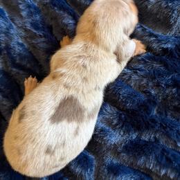 Lavender - Dapple female Dachshund puppy in Tonopah, Arizona from Brandie's Dachshunds