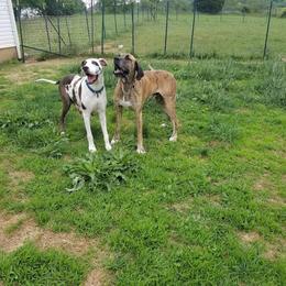 Great Danes from Borealis Danes