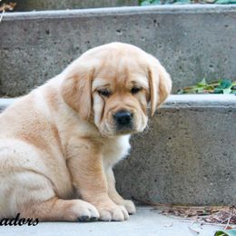 Labrador Retriever Puppies from Günther Labradors