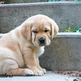 Labrador Retriever Puppies from Günther Labradors