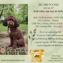 Kai - Poodle