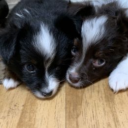 Toy Australian Shepherd Puppies from Desert Fox Aussies
