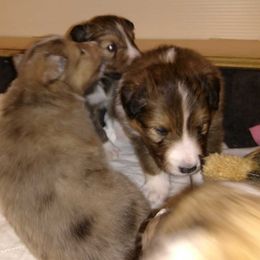 Shetland Sheepdog Puppies from Wyndeway Shetland Sheepdogs
