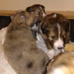 Shetland Sheepdog Puppies from Wyndeway Shetland Sheepdogs