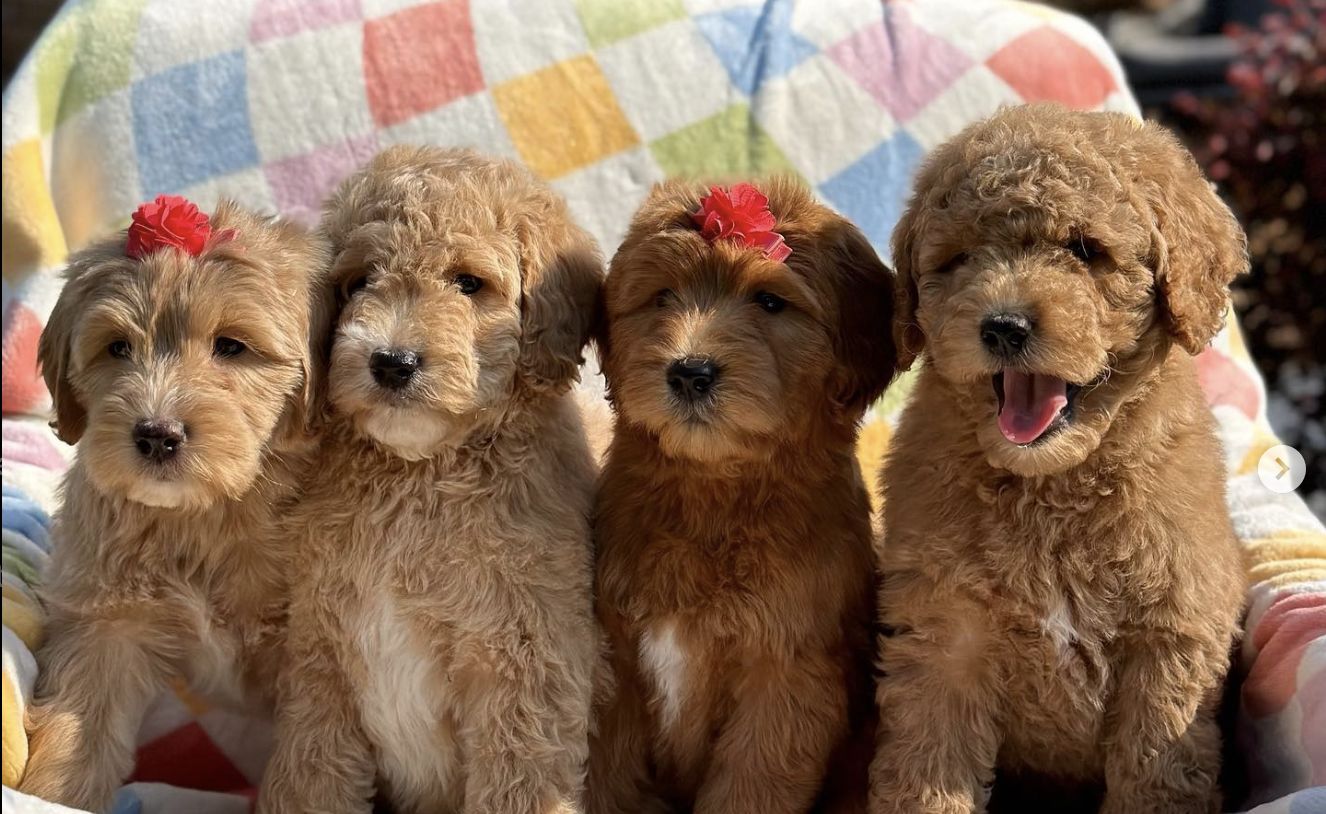 Plush Pups By Reeds in Georgia | Goldendoodle, Poodle, Shihpoo or ...