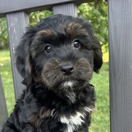 Goldendoodles and Yorkipoos from Annette Patterson